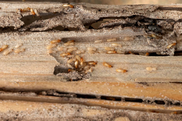 Reliable Clarksville, IN Pest Control Solutions